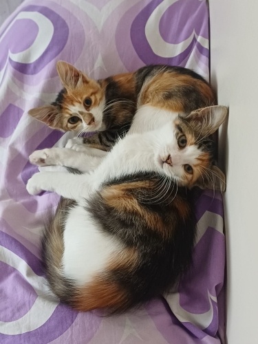 Üç renkli kızlarımıza yuva arıyoruz, ücretsiz... fotoğraf