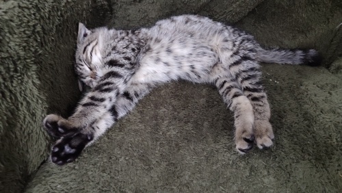 2 aylık minik Teo sizi bekliyor fotoğraf