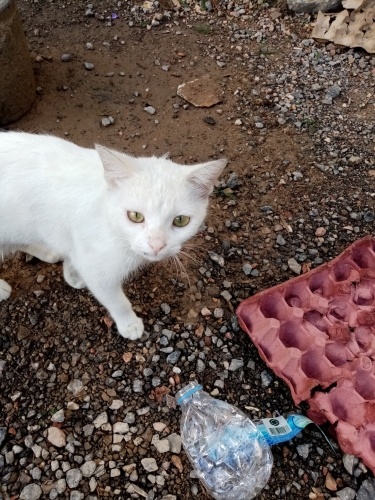 sokağa terk edildi acil yuva arıyoruz fotoğraf