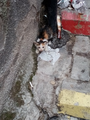 yavru kediler ve anneye yuva ya da güvenli bahçe fotoğraf