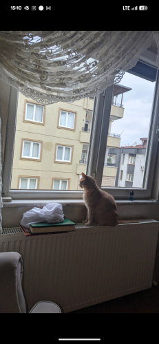 Kısır Ev Kedimizi Sahiplendiriyoruz fotoğraf