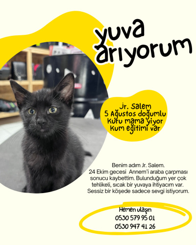 Junior Salem Ömürlük Yuvasını Arıyor! fotoğraf
