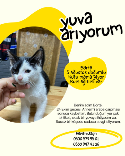 Börte Ömürlük Yuvasını Arıyor! fotoğraf