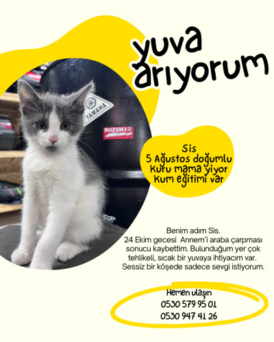 Sis Ömürlük Yuvasını Arıyor! fotoğraf