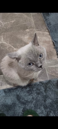 Ücretsiz British Shorthair Bluepoint Takip Şartlı fotoğraf