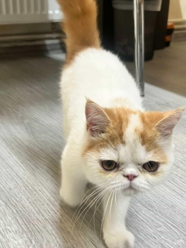 Ev kedisi cinsi gereği çok uysal ömürlül yuva heveslık değil fotoğraf