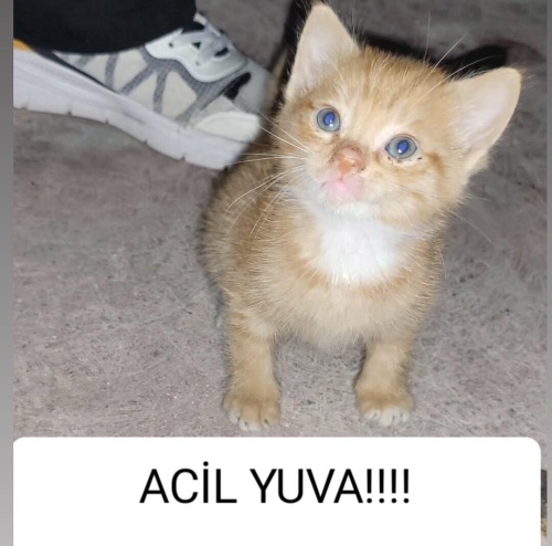 ACİL YUVA!!! 1 Aylık Erkek Kedi fotoğraf