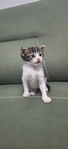 4-5 Haftalık Yavru kedi EGE yuva arıyor fotoğraf