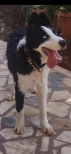 Border Collie 2 yaşında erkek yuva arıyoruz fotoğraf