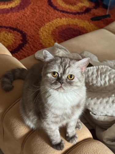 Ömürlük yuvasını arıyor fotoğraf