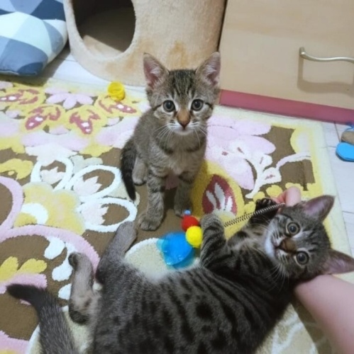 KİMSE İSTEMİYOR SOKAĞA BIRAKILACAKLAR fotoğraf