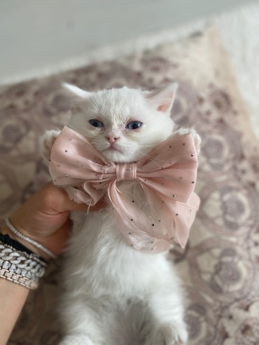 Bihterimize yuva arıyoruz fotoğraf