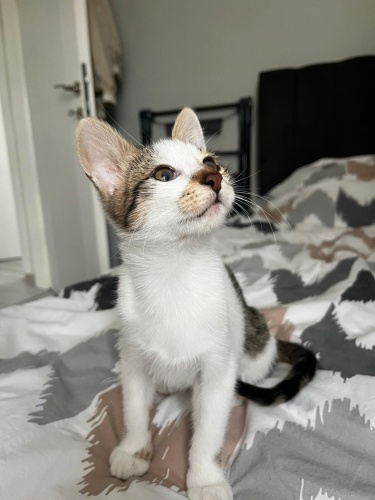 Minik Kendisine Kalıcı Yuva Arıyor fotoğraf