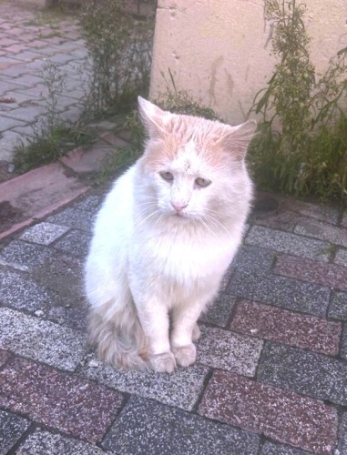 Sokağa terkedilmiş çok üzgün fotoğraf