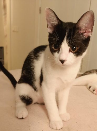 Sevecen cana yakın oyuncu fotoğraf