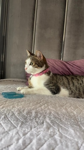 Sevecen yanından ayrılmaz nazlı kızımız fotoğraf