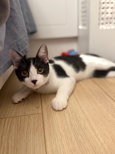 Sevecen oyuncu  sevilmeyi seven fotoğraf