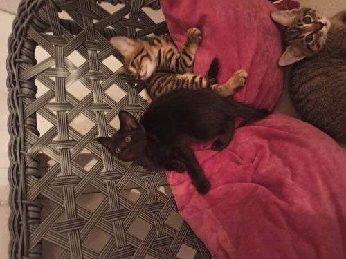 Deyzi evde doğdu,büyüdü fotoğraf