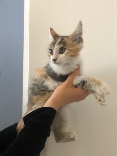 UYSAL CANAYAKIN YUMUŞACIK SEVGİ YUMAĞI BEBEĞİMİZ İÇİN AİLE OLUR MUSUNUZ fotoğraf