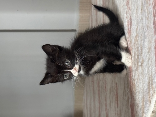 Yavru kardeşlere ömürlük yuva fotoğraf