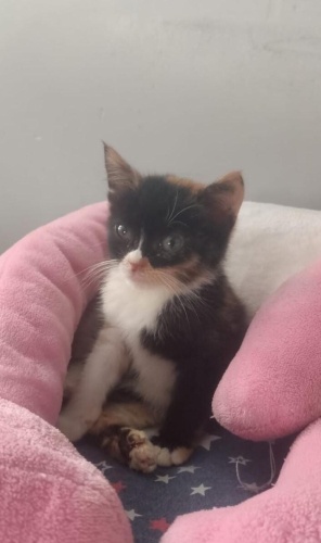 Sakin dişi calico yavru kedi fotoğraf