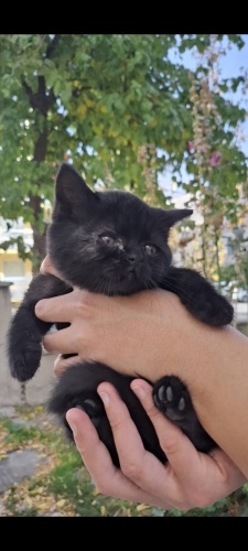 2 aylık güzel kızımıza yuva arıyorum fotoğraf
