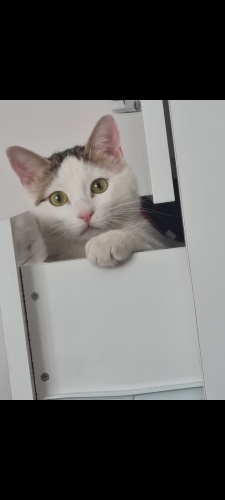 Sevimli, cana yakın,oyuncu kedimize yuva arıyoruz fotoğraf
