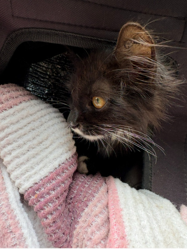 Savaşçı Ruhlu Böcek Ailesini Arıyor 🐱 fotoğraf