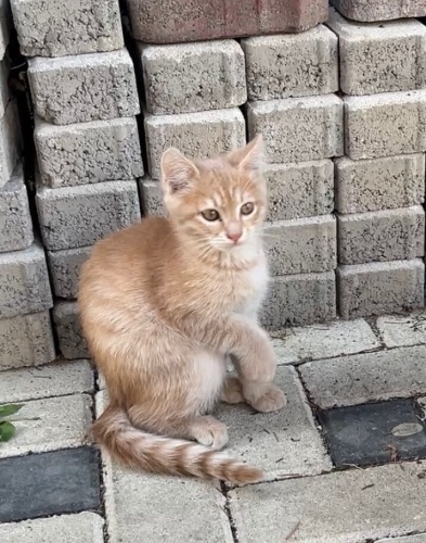 SÜTLAÇ BEBEĞE YUVA fotoğraf