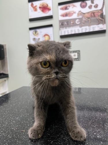 Sokakta bulduğumuz Scottish Fold kızımıza yuva arıyoruz fotoğraf