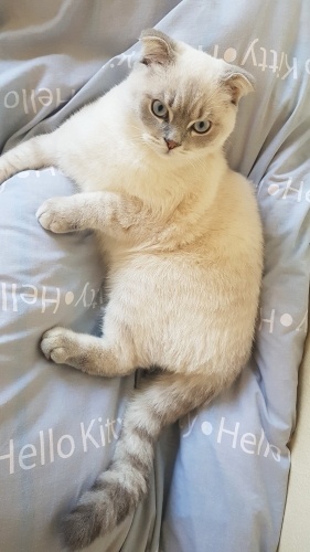 Ücretsiz sahiplendireceğim fotoğraf