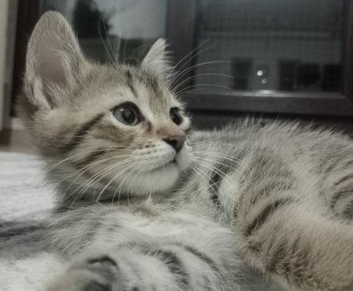 Minik Tekir Oğluş fotoğraf