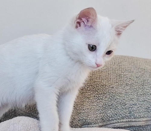 3 AYLIK VAN KEDİSİ KÖPÜK fotoğraf