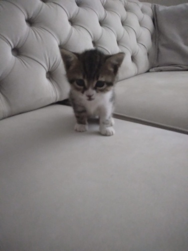 6 haftalık dişi kedi fotoğraf