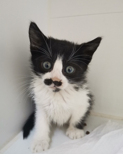 Bebek kedi Çıtır yuva arıyor fotoğraf