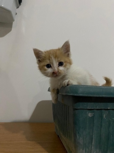 Kapımızın önüne bırakmışlardı çok küçük yavru kedi fotoğraf