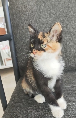 Çok acil yuva arıyorlar fotoğraf