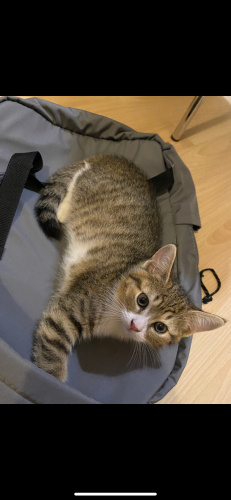 2 Aylık Sakin Tatlı Bir Kedi Yavrusu fotoğraf