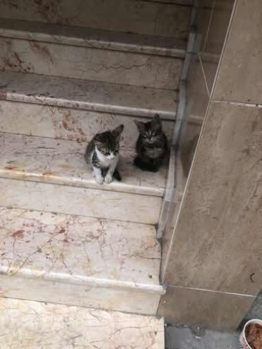 Gariban yavrular fotoğraf