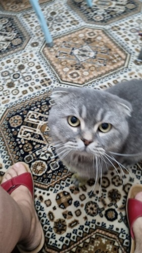 Ücretsiz sahiplenme Scottish fold fotoğraf