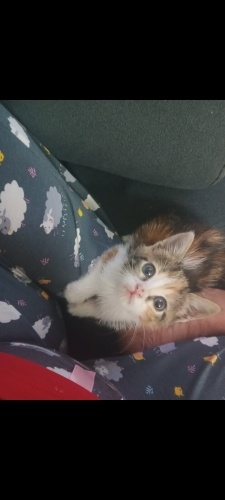 2 aylık bebeğe acil kalıcı yuva fotoğraf