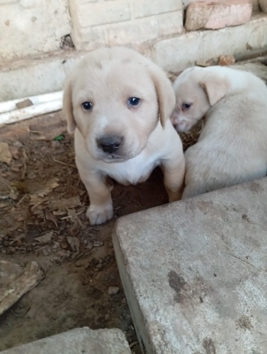 Golden kırma 2 aylık fotoğraf