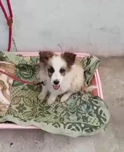 SAKARYA PAMUKOVA ÇOK ACİL KÜÇÜK IRK YAVRU KÖPEĞE YUVA ARANIYOR fotoğraf