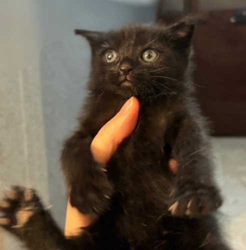 Annesiz miniğe yuva arıyoruz fotoğraf