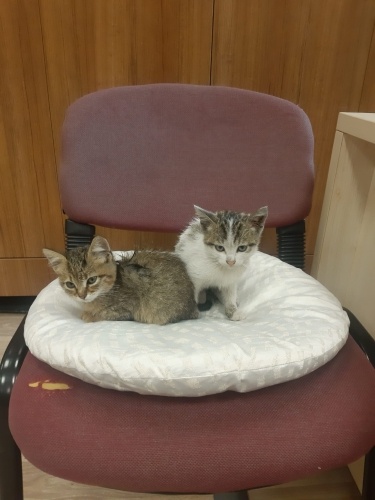 RASCAL VE NİKOV KARDEŞLER YUVA ARIYOR fotoğraf