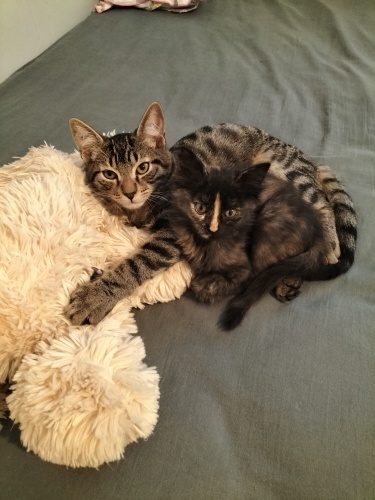 3.5 aylık American Shorthair bebek fotoğraf