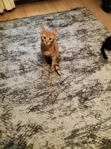 Garfield sizin oğlunuz olsun mu? fotoğraf