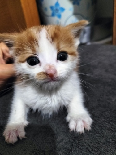 1 aylık aşırı tatlı bir bebek fotoğraf