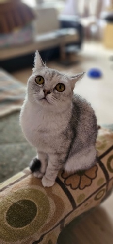 11 aylık, kısır, sağlıklı fotoğraf