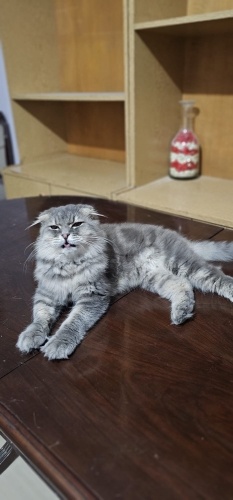 Chinchilla oğluma ömürlük yuva arıyorum fotoğraf